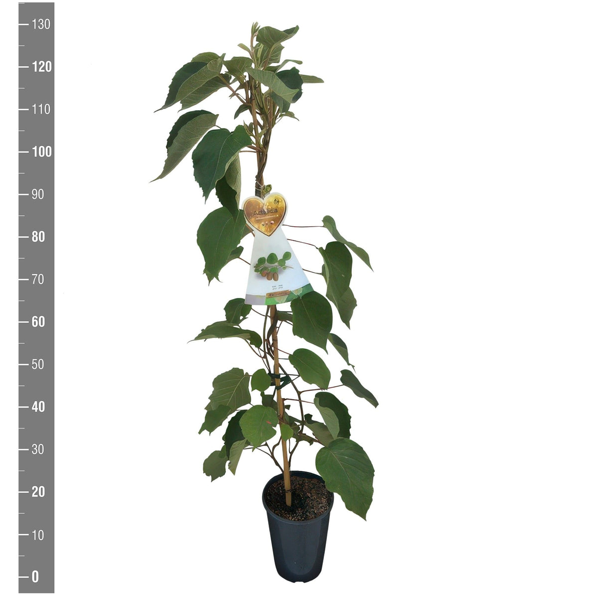 Actinidia deliciosa &