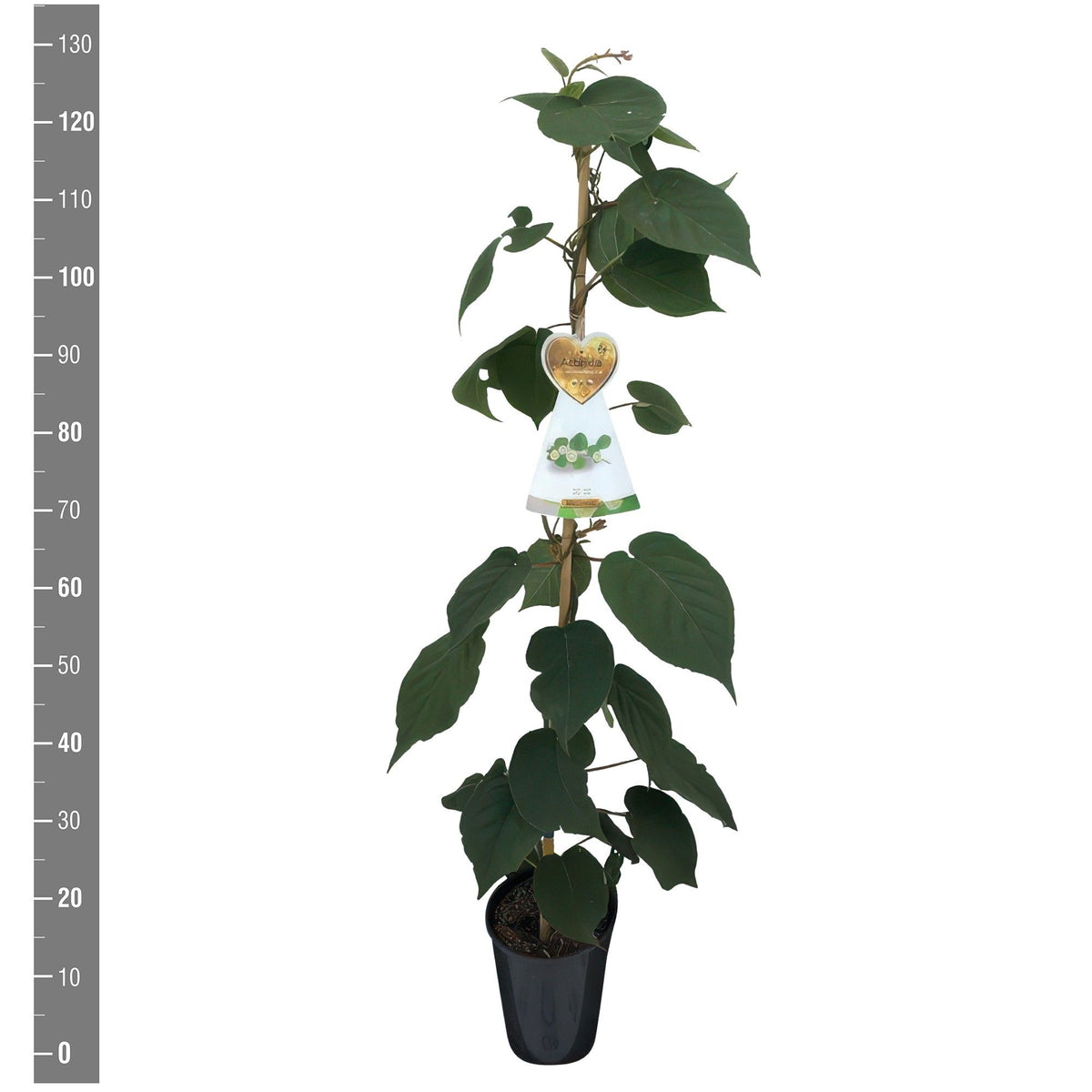 Actinidia delic. &