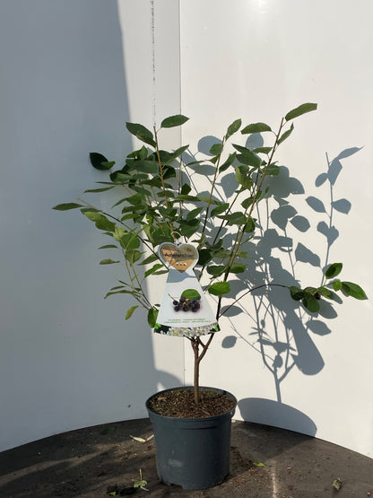 Amelanchier &