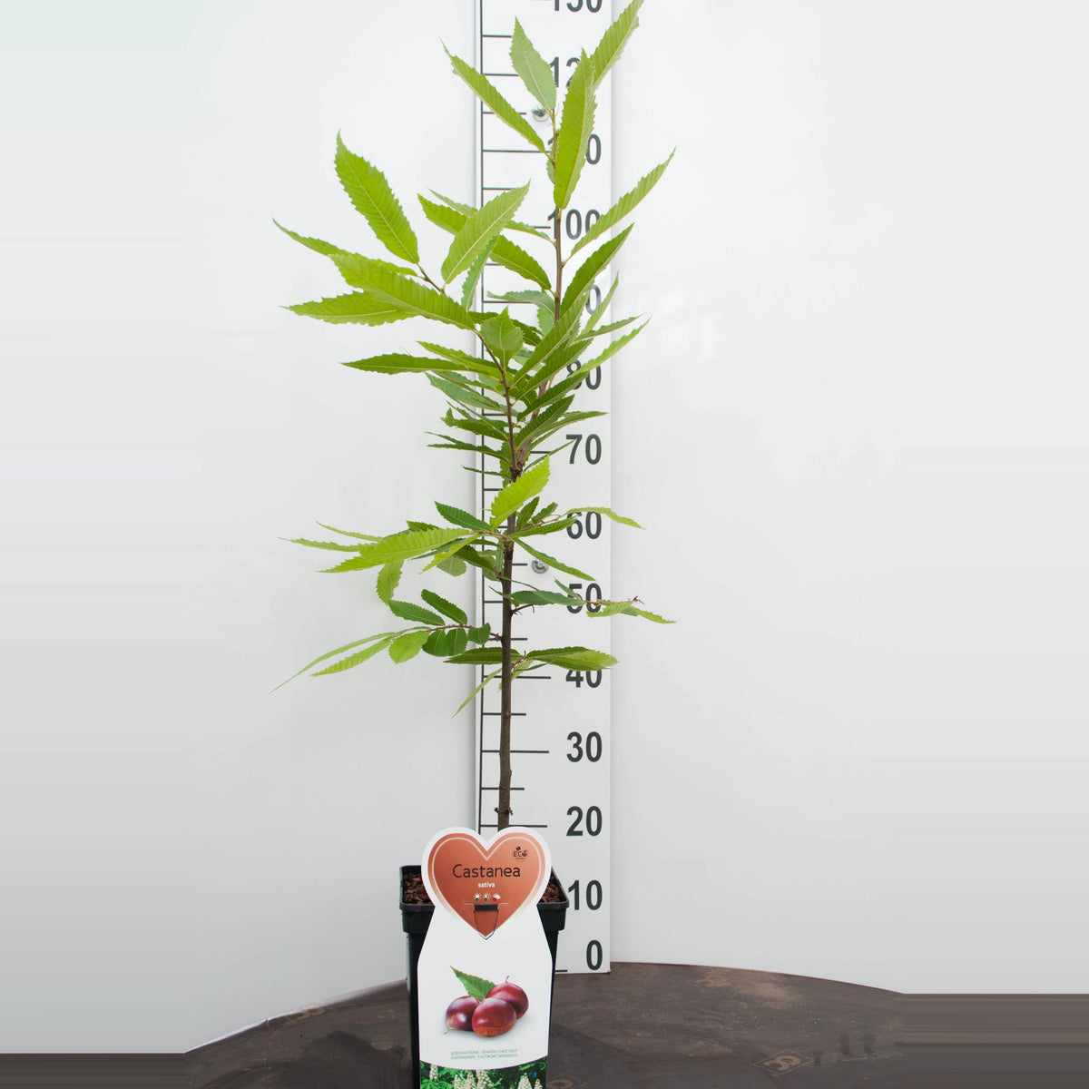Castanea sativa - C5 (5 liters kruka) / 23 cm kruka