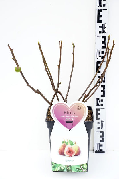 Ficus carica &