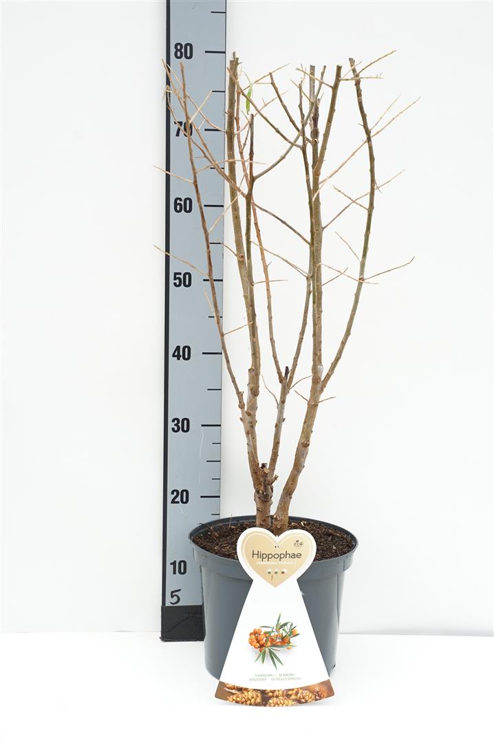 Havtorn Hippophae rhamn. &
