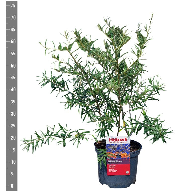 Hippophae rhamn. &