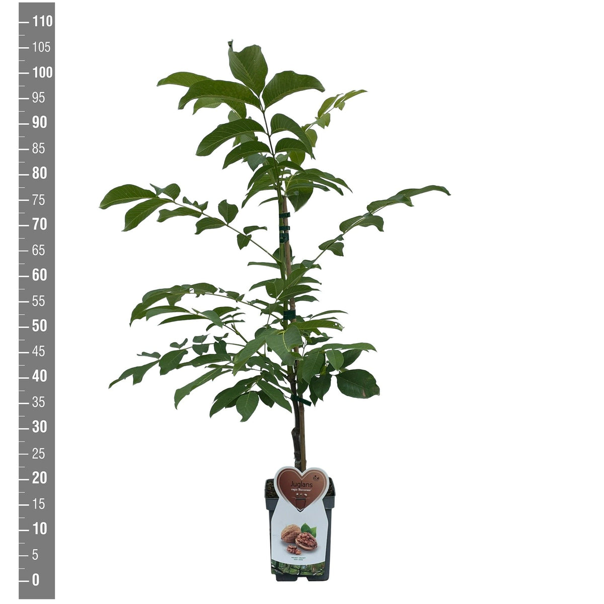Juglans regia &