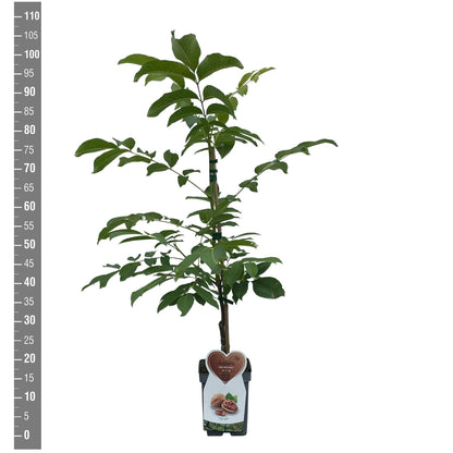 Juglans regia &