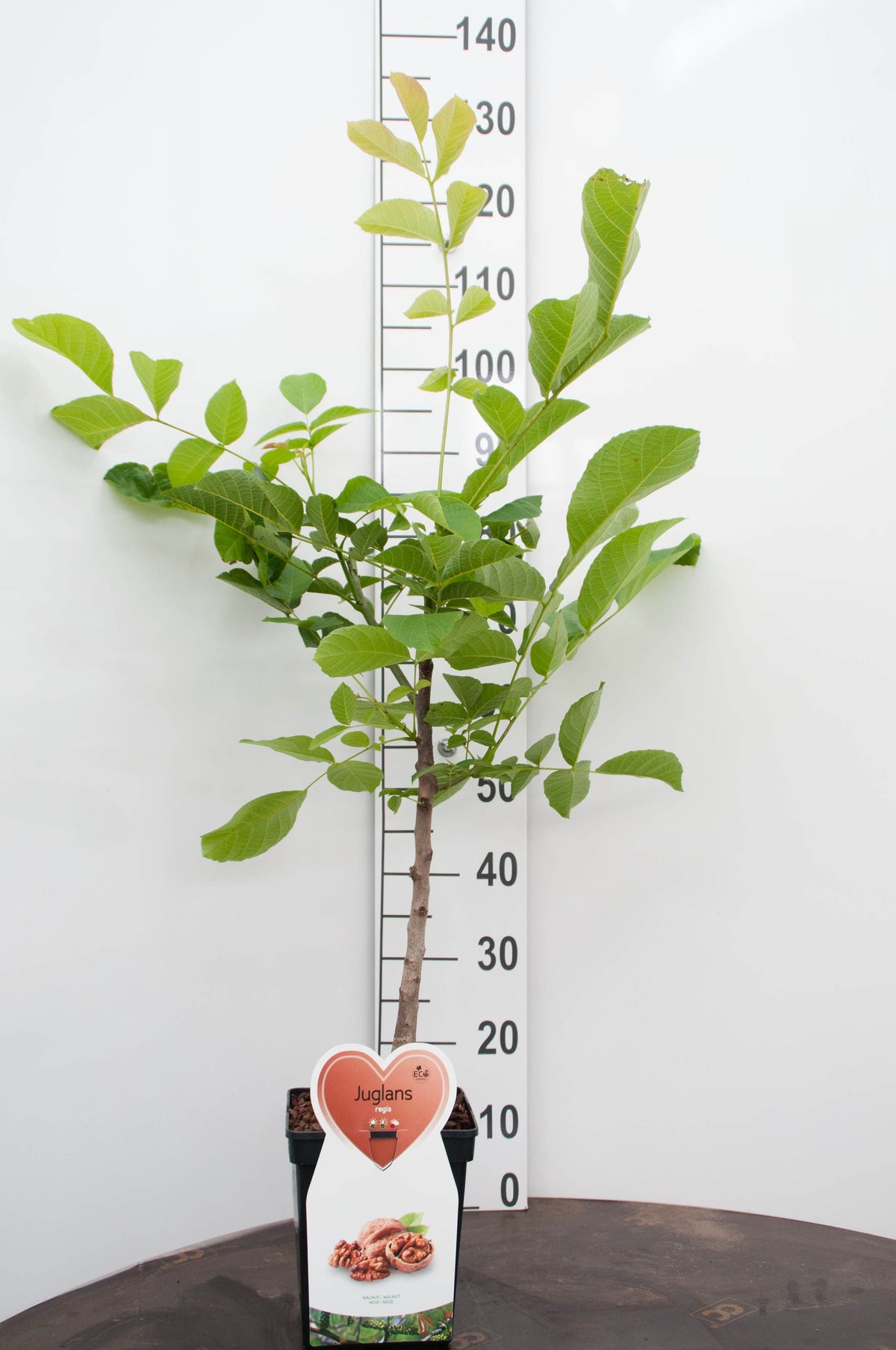Juglans regia (Valnöt) 12-14 cm stamträd C45 (45 liters kruka)