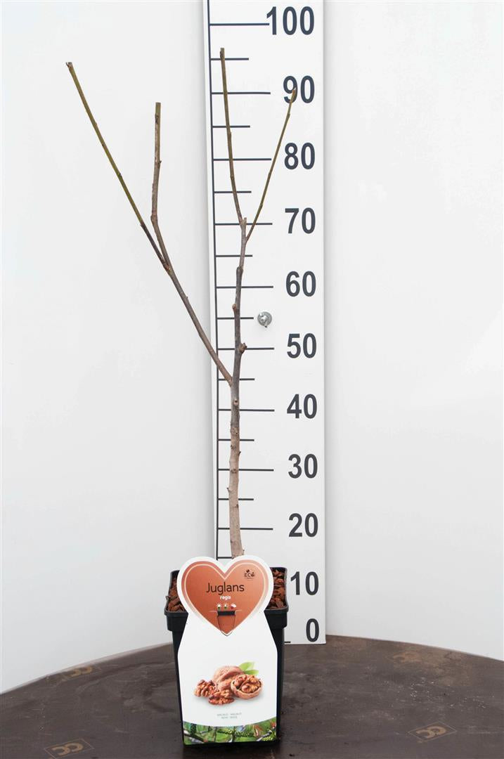 Juglans regia C5 (5 liters kruka) / 23 cm kruka Buskform