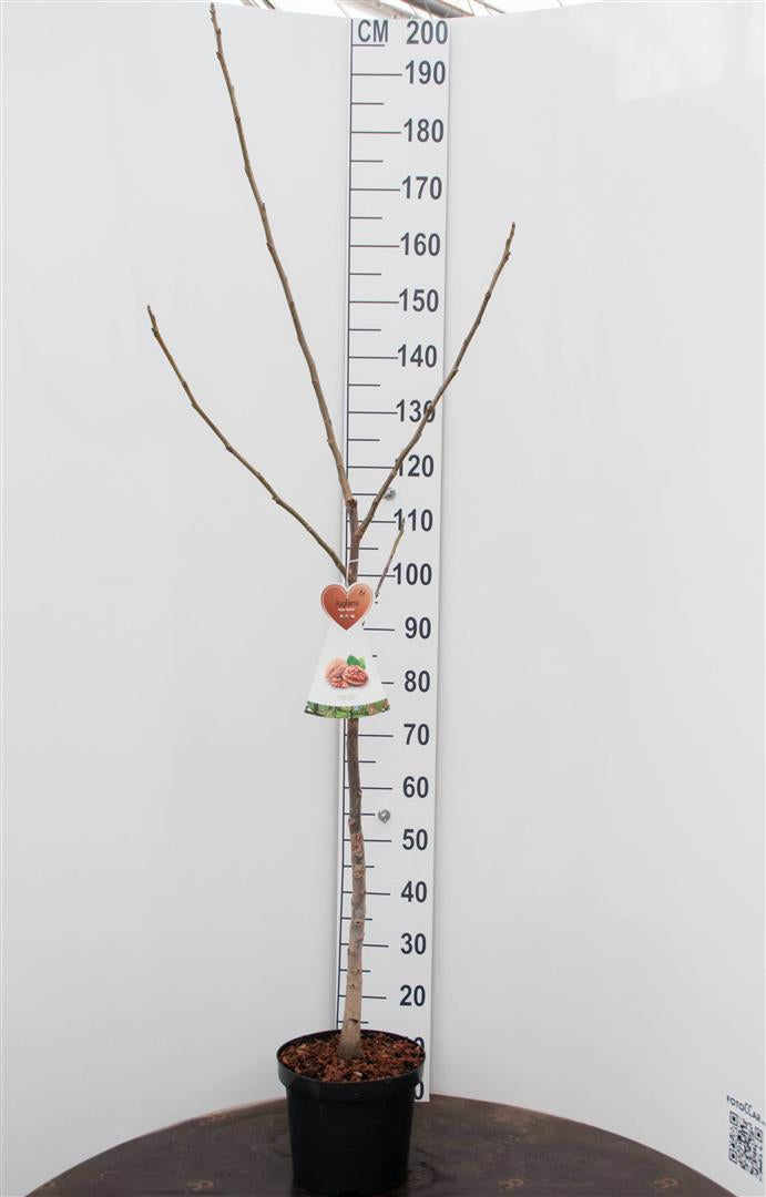 Juglans regia C7,5 (7,5 liters kruka / 26 cm kruka) Buske