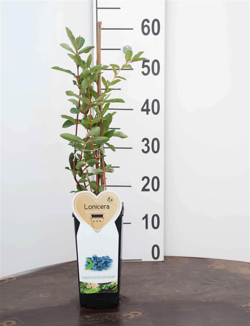 Lonicera kamt. &