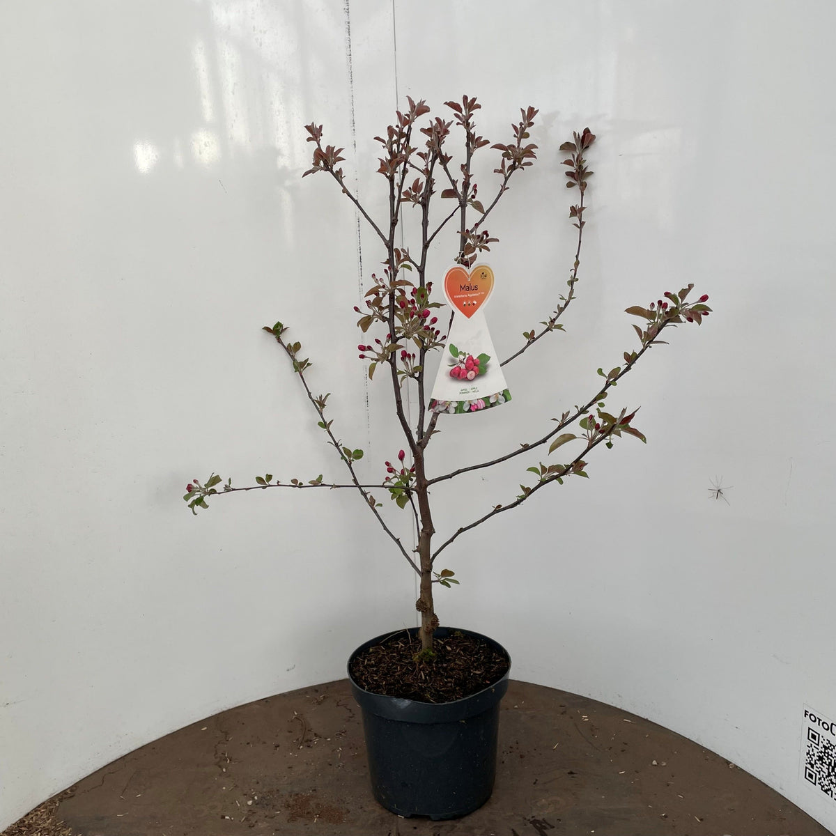 Malus trans. &