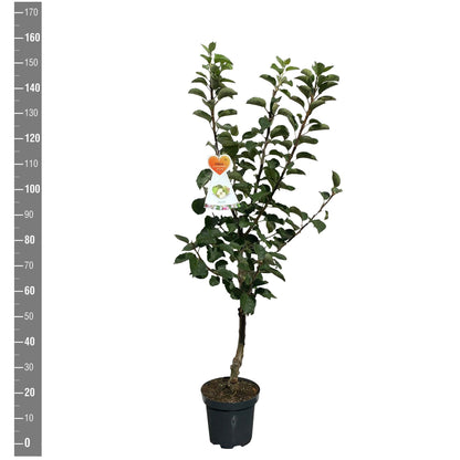 Malus d. &