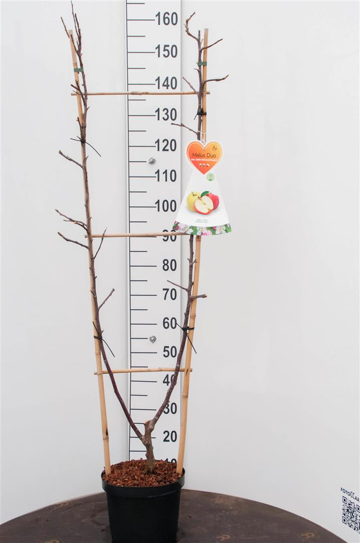 Malus domestica &