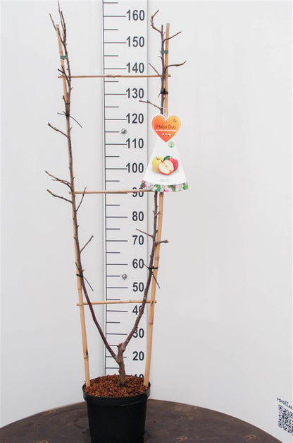 Malus domestica &