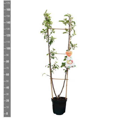 Malus domestica &