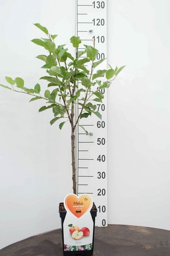 Malus domestica &