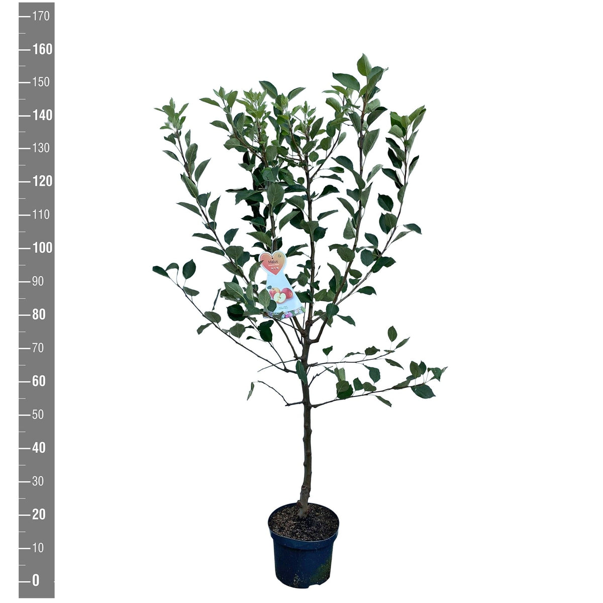 Malus d. &