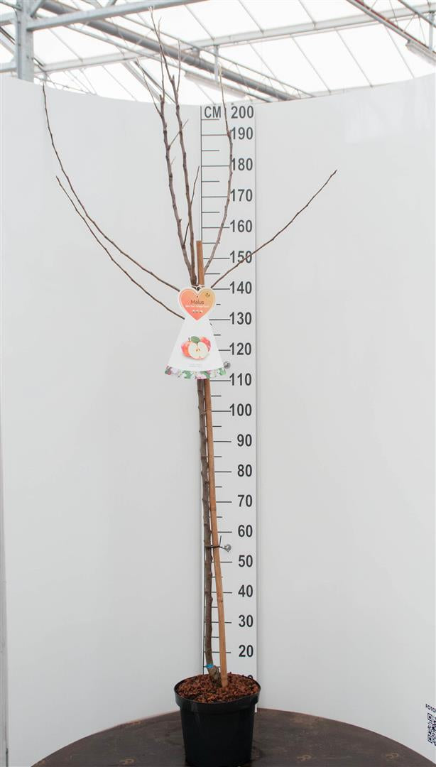 Malus domestica &