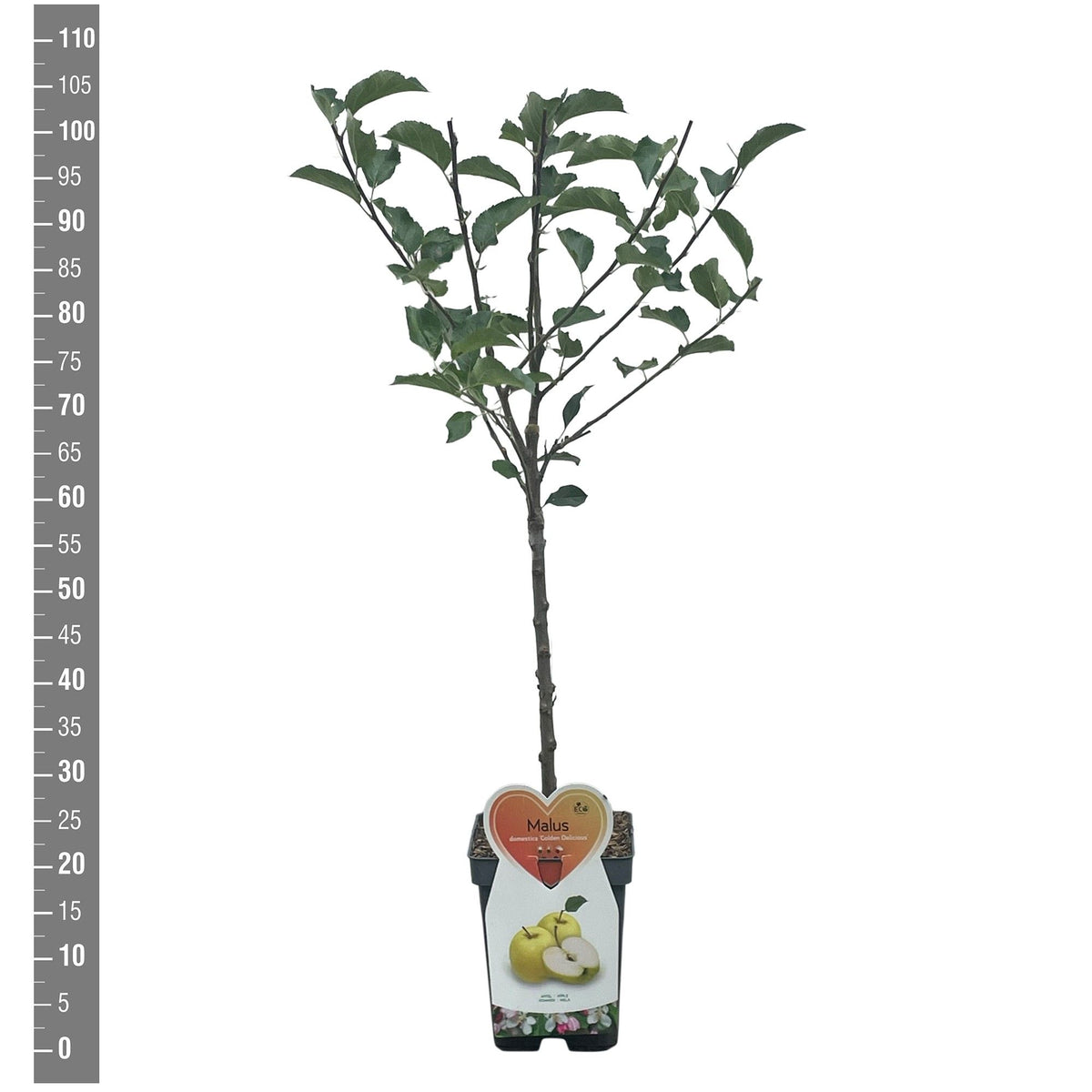 Malus d. &