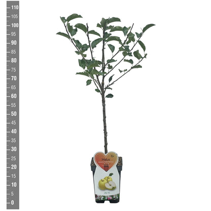 Malus d. &