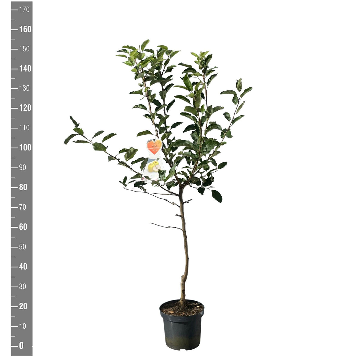 Malus d. &