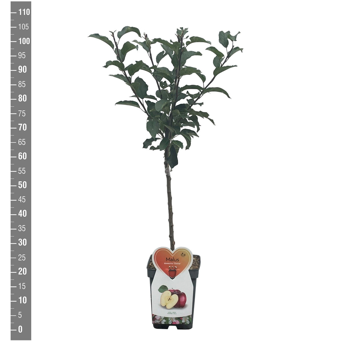Malus d. &