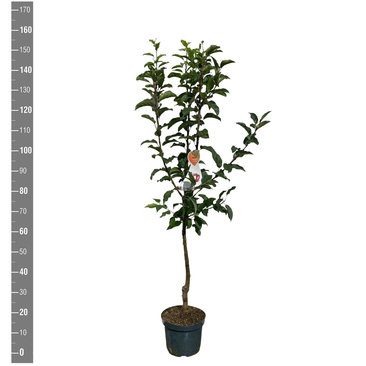 Malus d. &