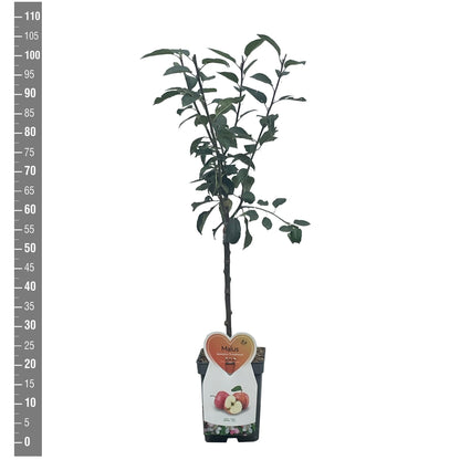 Malus d. &