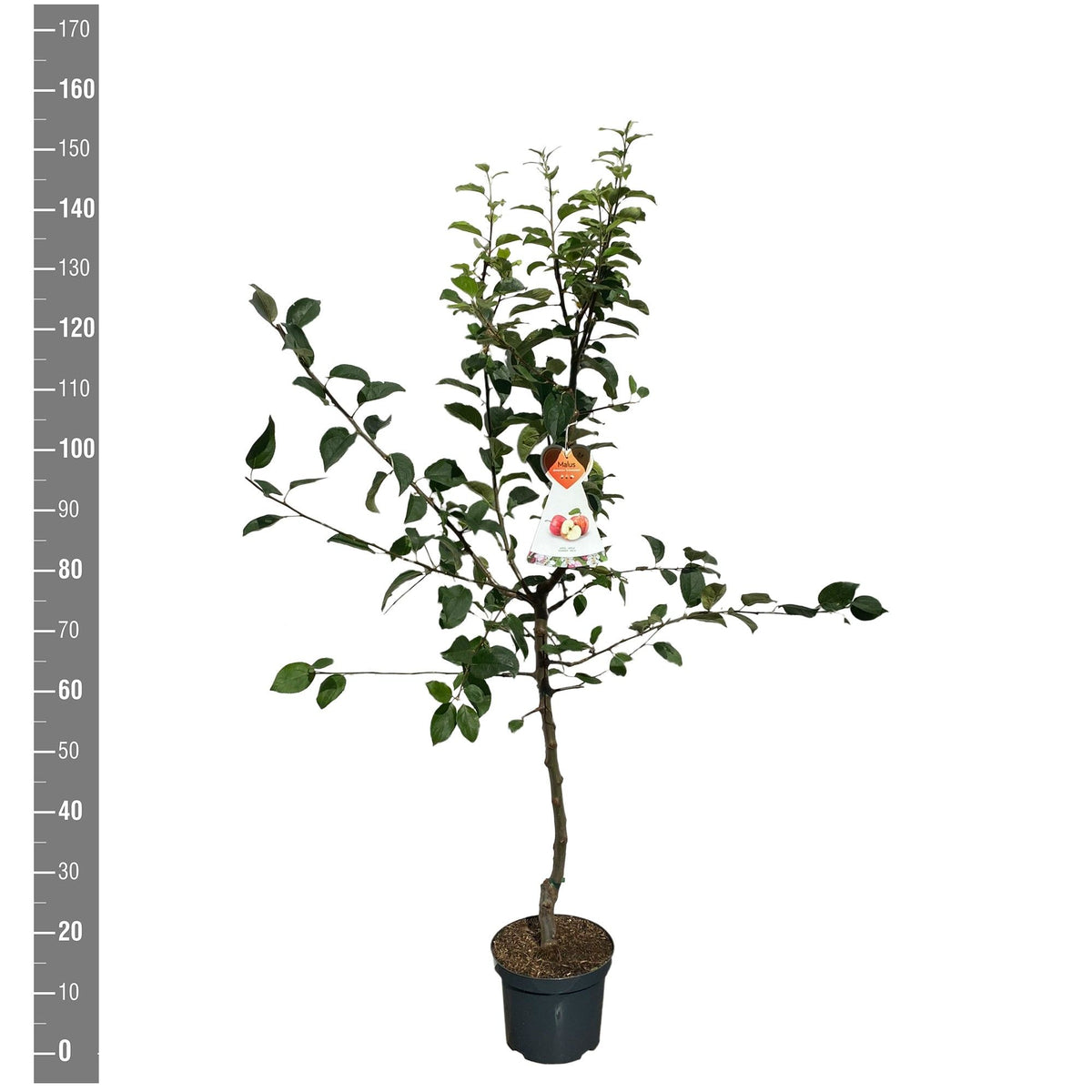 Malus d. &