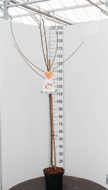 Malus domestica &