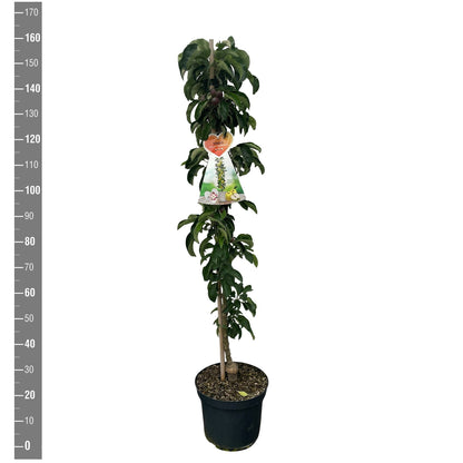Malus dom. &