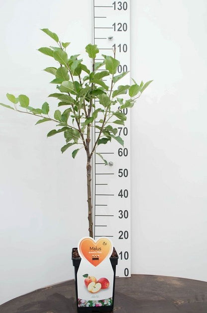Malus domestica &