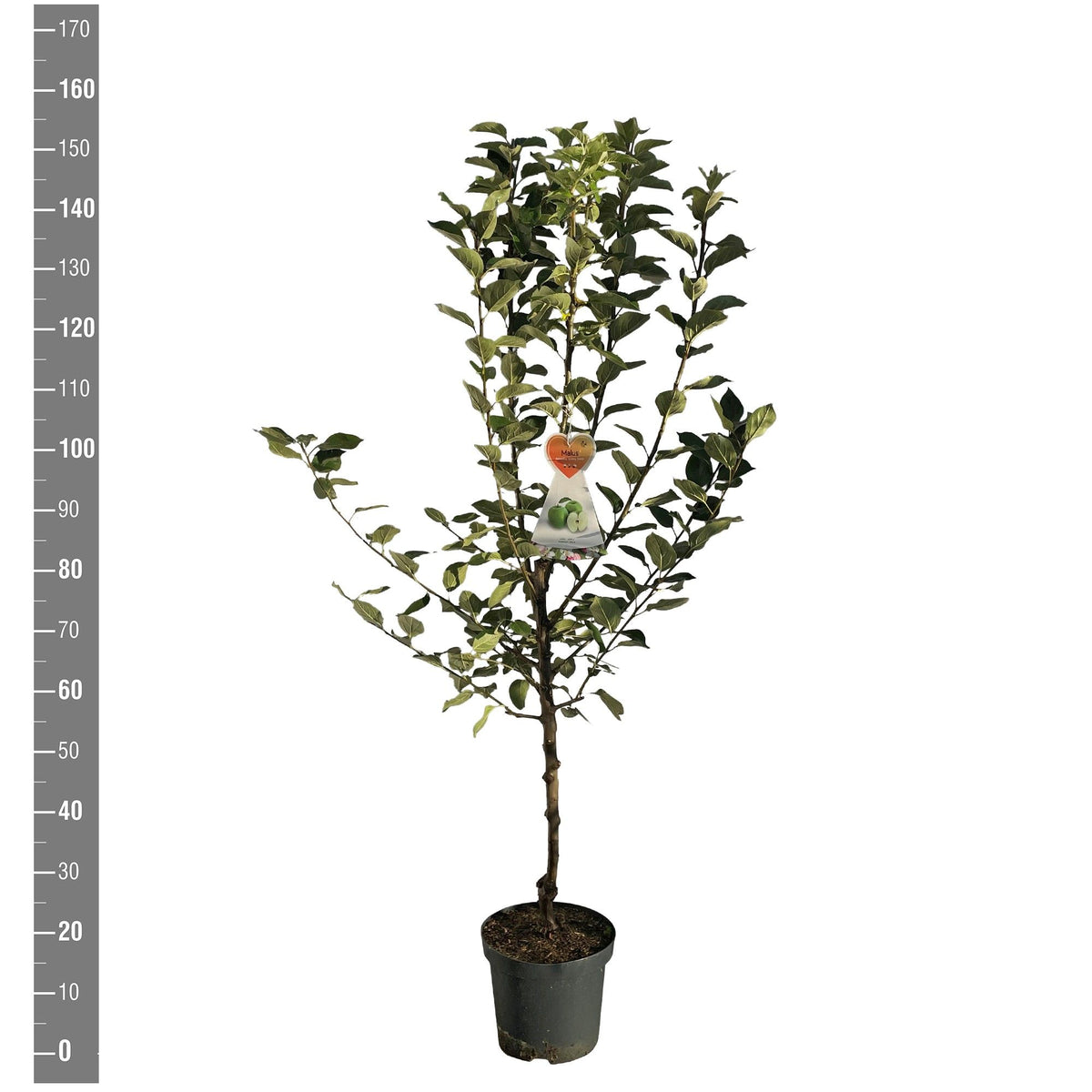 Malus d. &