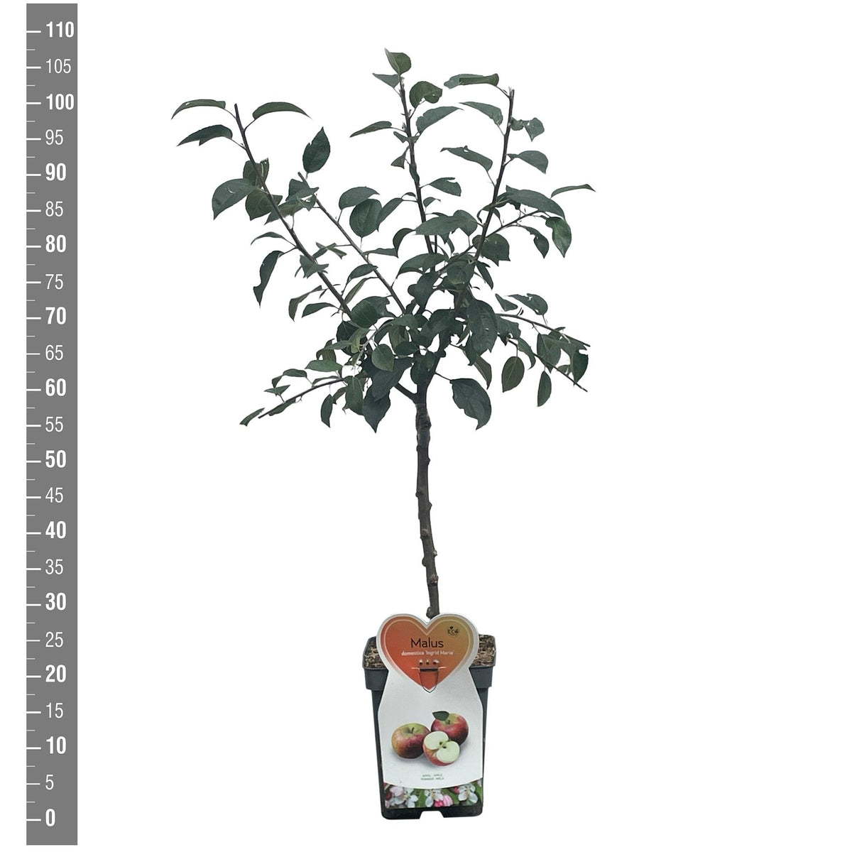 Malus domestica &