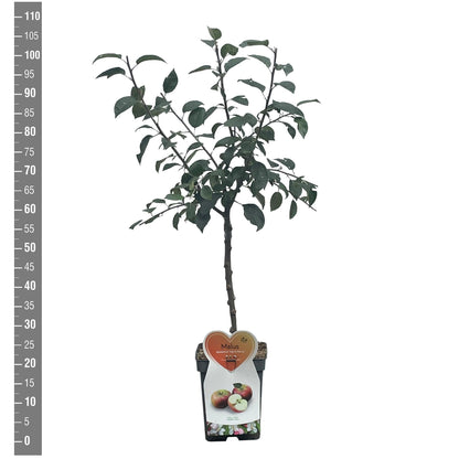 Malus domestica &
