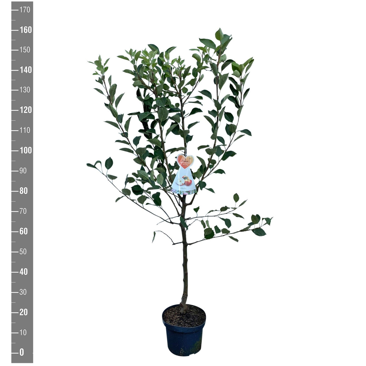 Malus d. &