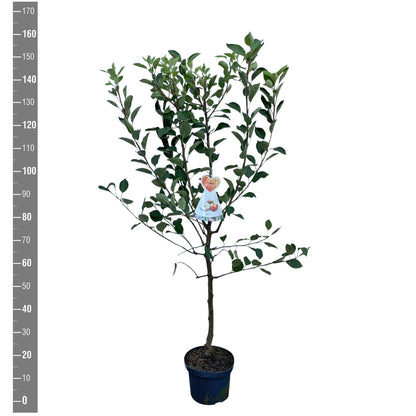 Malus domestica &