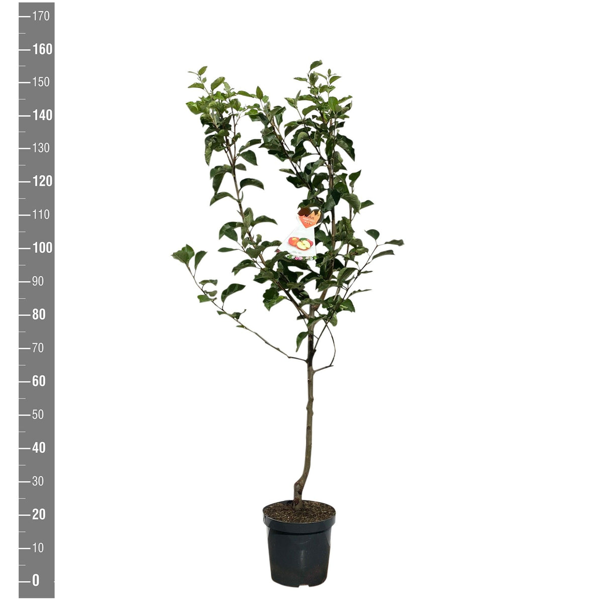 Malus d. &