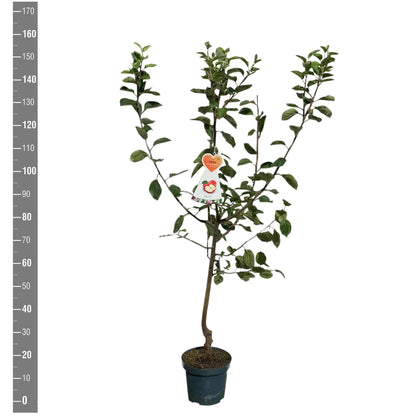 Malus d. &