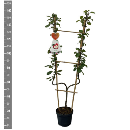 Malus d. &