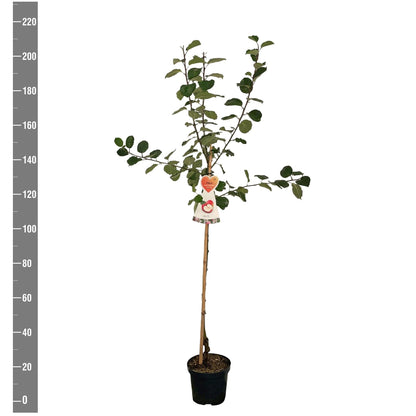 Malus d. &