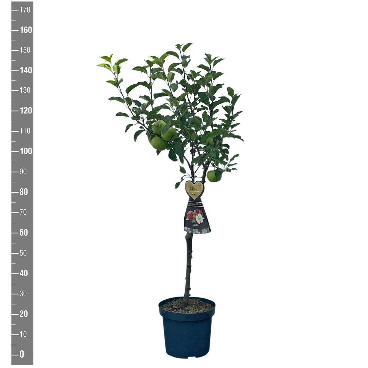 Malus d. &
