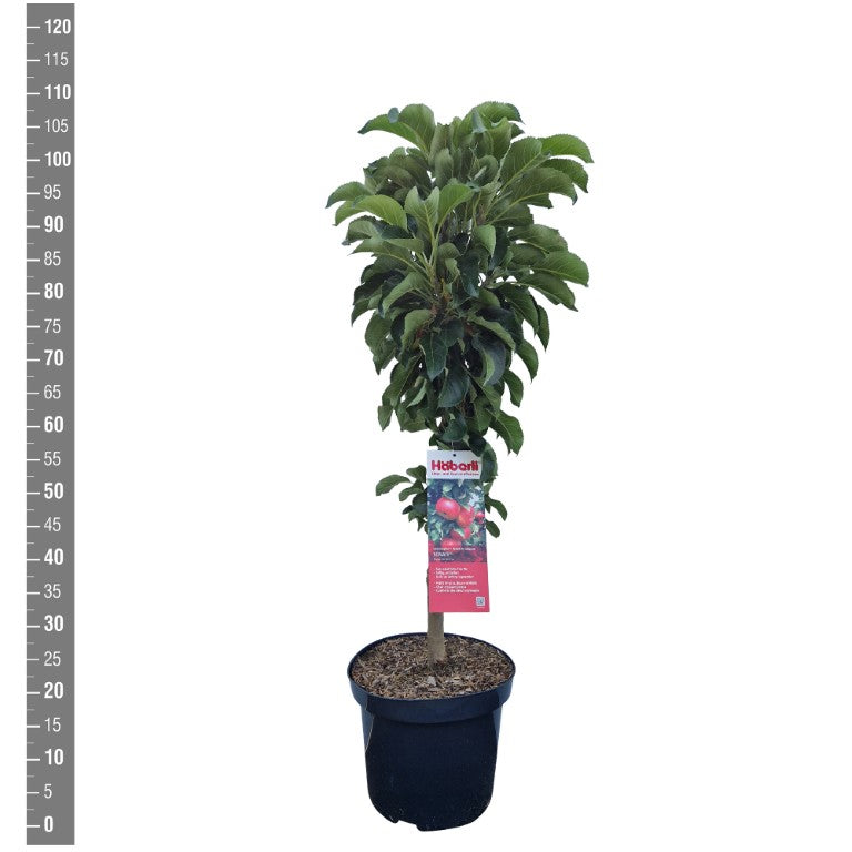 Malus d. &