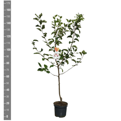 Malus domestica &