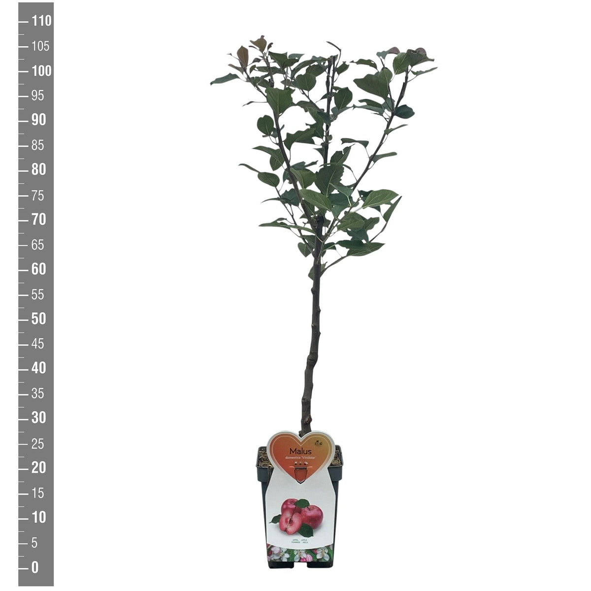Malus d. &