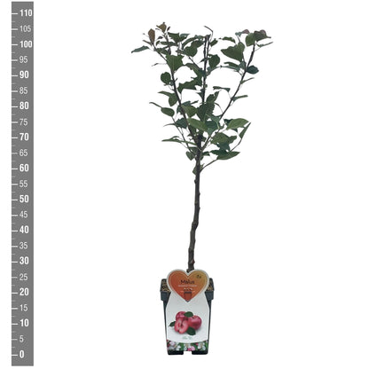 Malus d. &