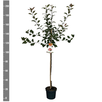 Malus domestica &