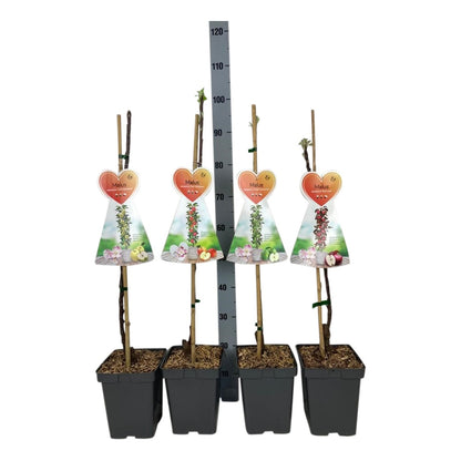 Malus domestica (olika sorter) - C5 (5 liters kruka) / 23 cm kruka, pelarträd