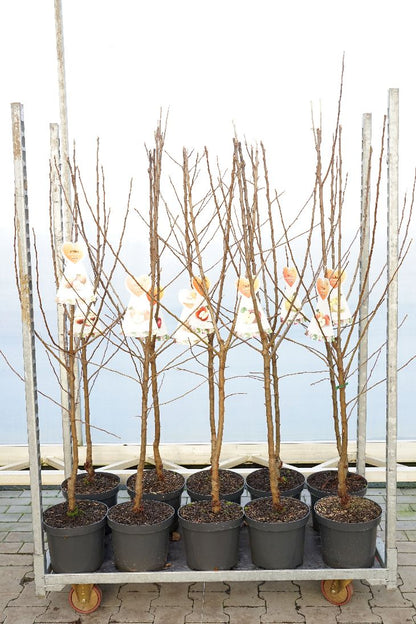Malus domestica i sorter - C7,5 (7,5 liters kruka), buskform