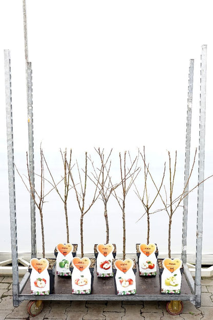 Malus d. i sorter C5 (5 liters kruka) / 23 cm kruka, Buskform