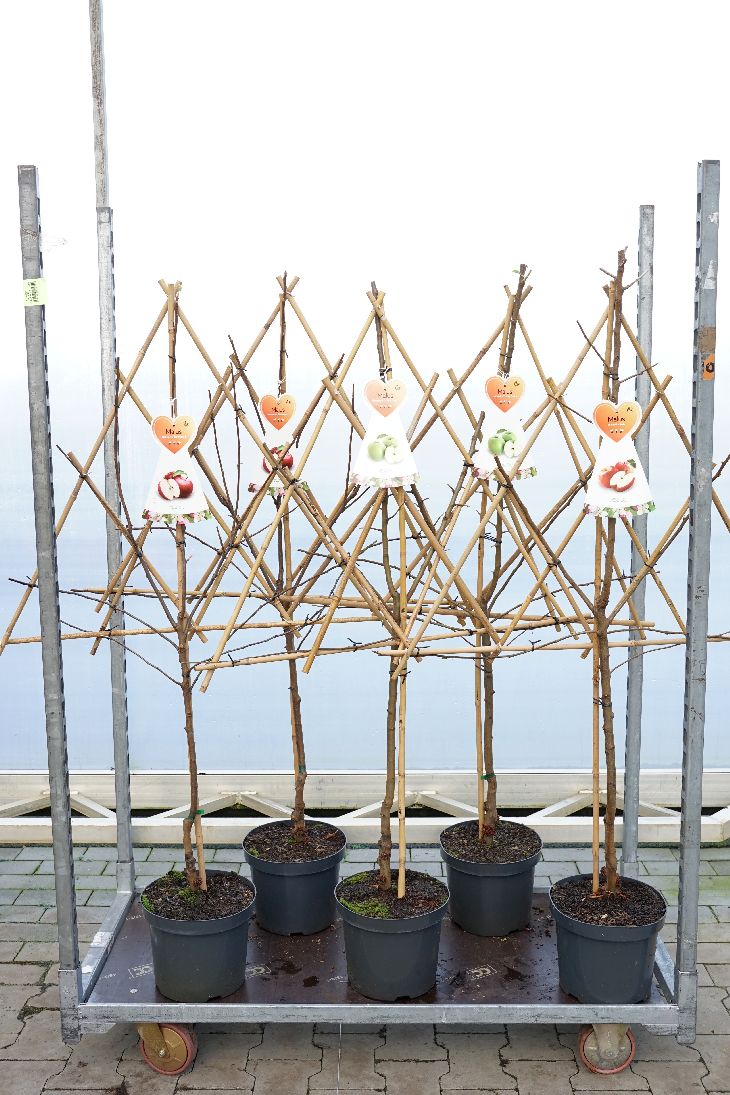 Malus d. i sorter C7,5 (7,5 liters kruka) - Spaljé